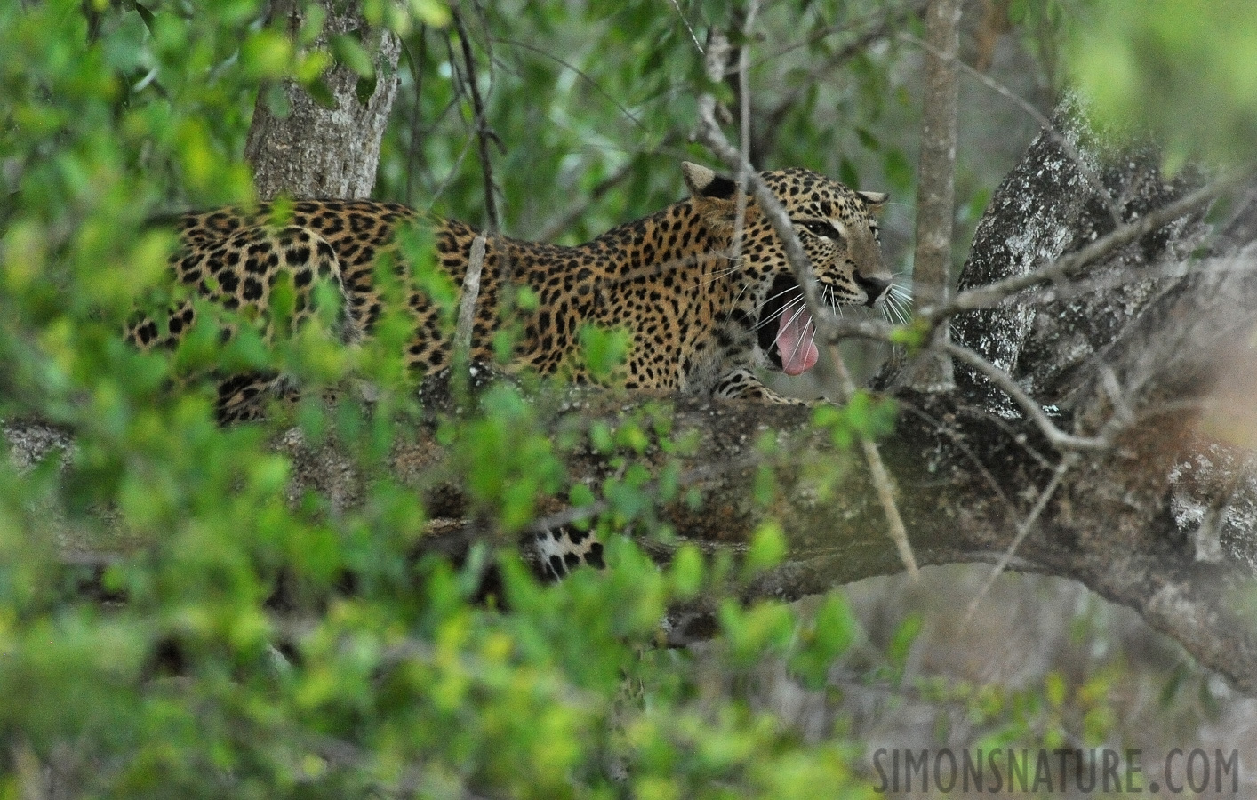 Panthera pardus kotiya [550 mm, 1/60 Sek. bei f / 8.0, ISO 6400]